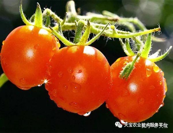 大蒜,百合,马铃薯,姜,山药,大头菜的生育期长,且以食用鳞茎,块茎为主