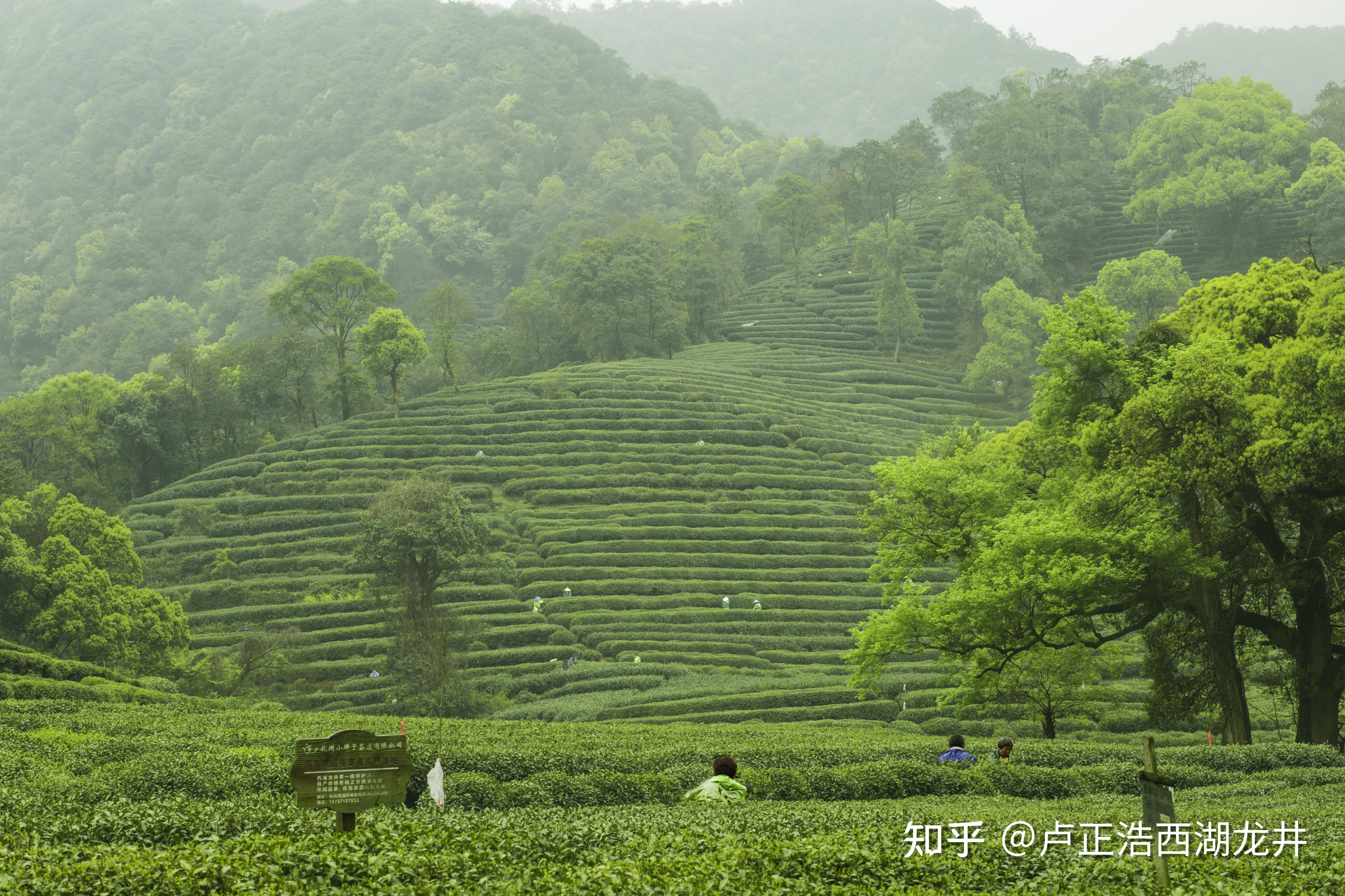 主要分佈在杭州西子湖西南側的獅峰,翁家山,虎跑,梅家塢,靈隱,龍井