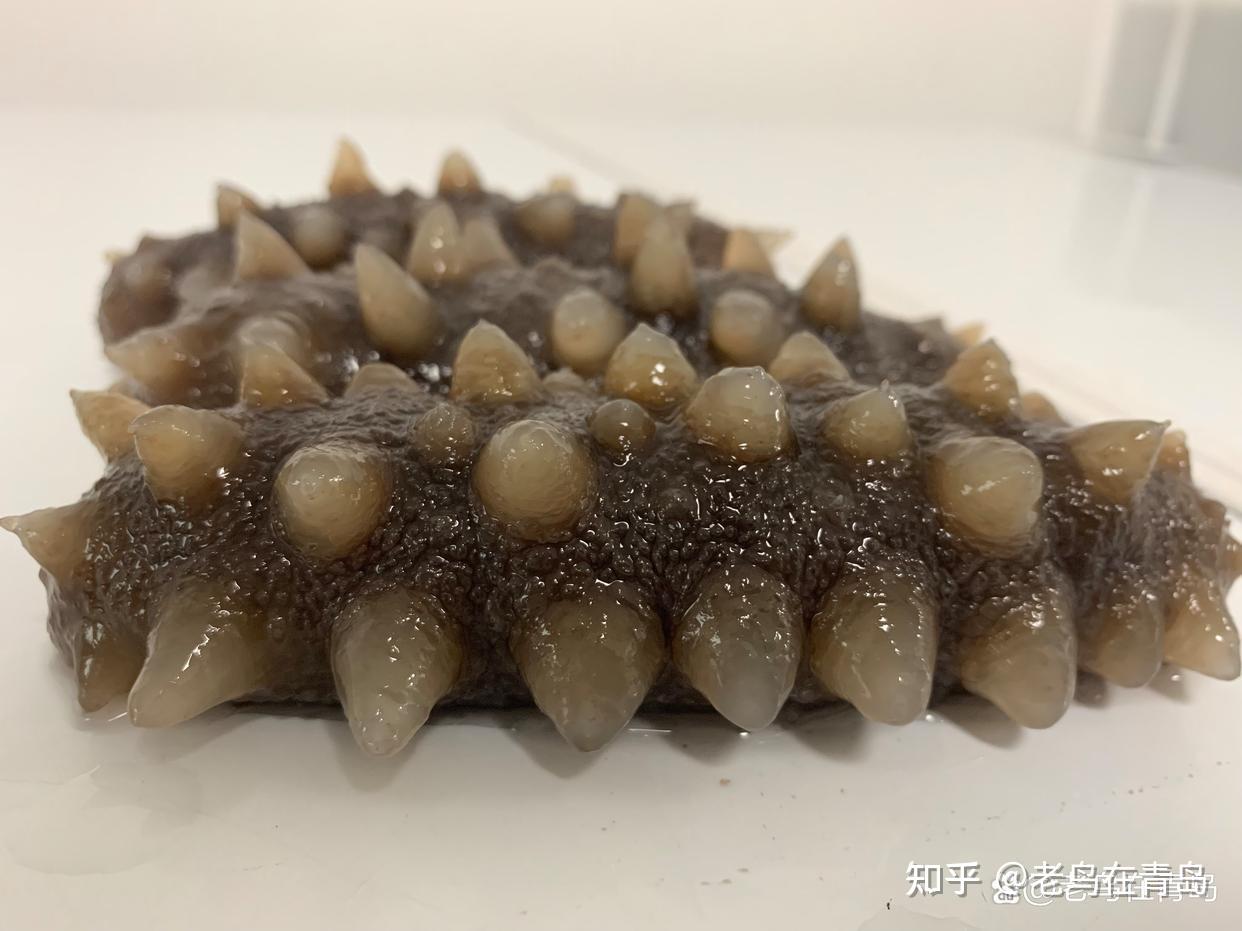 野生海参和养殖海参在参刺上有啥区别?看懂本文,买海参更有把握 - 知乎