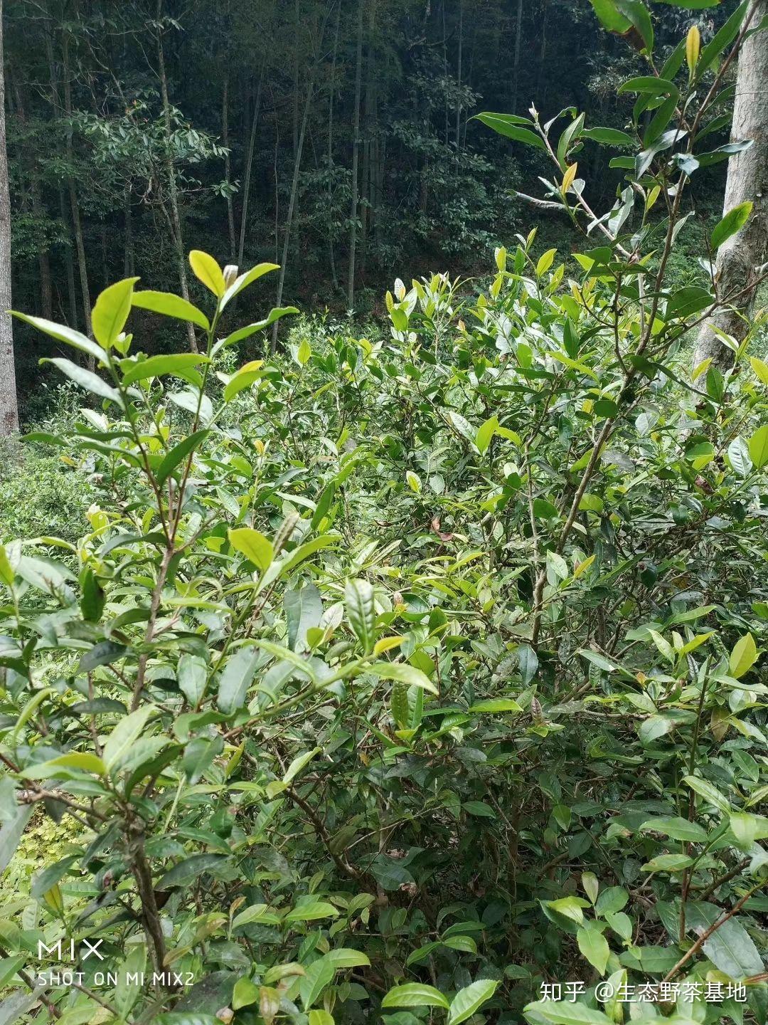 野生大红袍 - 知乎