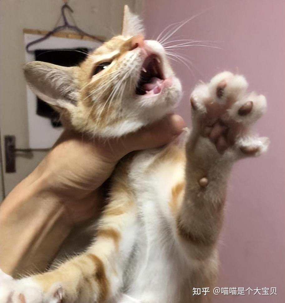 不管多生气,也不要“打猫”,这些后果你承受不起 - 知乎
