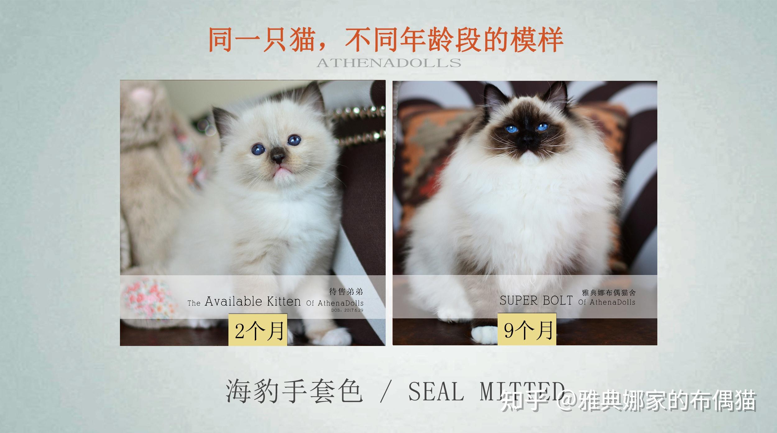 一组图带你了解布偶猫的成长过程