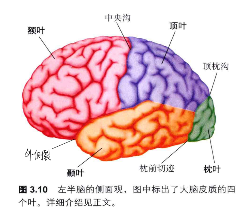 《认知神经科学》笔记//神经系统的大体解剖和功能解剖(第三章 神经解剖和发展) - 知乎