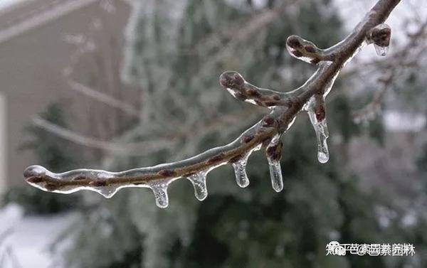 引起植物发生冻害的8大因素!!! - 知乎