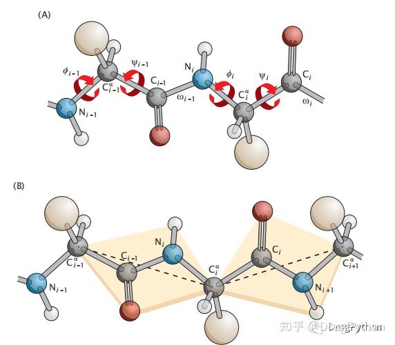 《Protein Actions Principles and Modeling》-《蛋白质作用原理和建模》中文分享（2） - 知乎