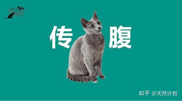 关于猫传腹 你需要知道这些 知乎