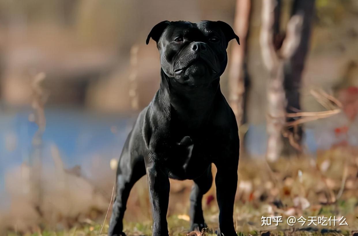 人们不养黑狗原因一般是这几点