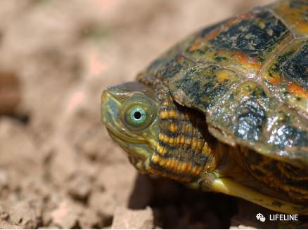 走心全网最全一篇介绍欧洲黄喉的地中海石龟文章