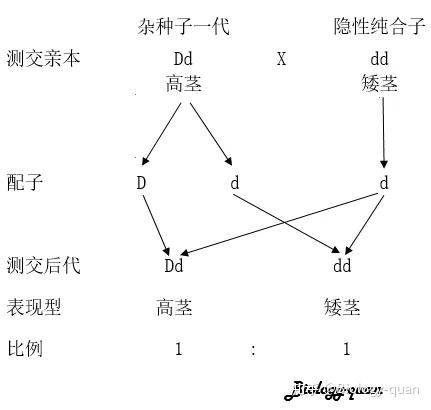 dd和dd杂交遗传图图片