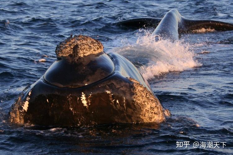 澳大利亚南部南露脊鲸座头鲸大规模回归海潮天下观鲸前沿