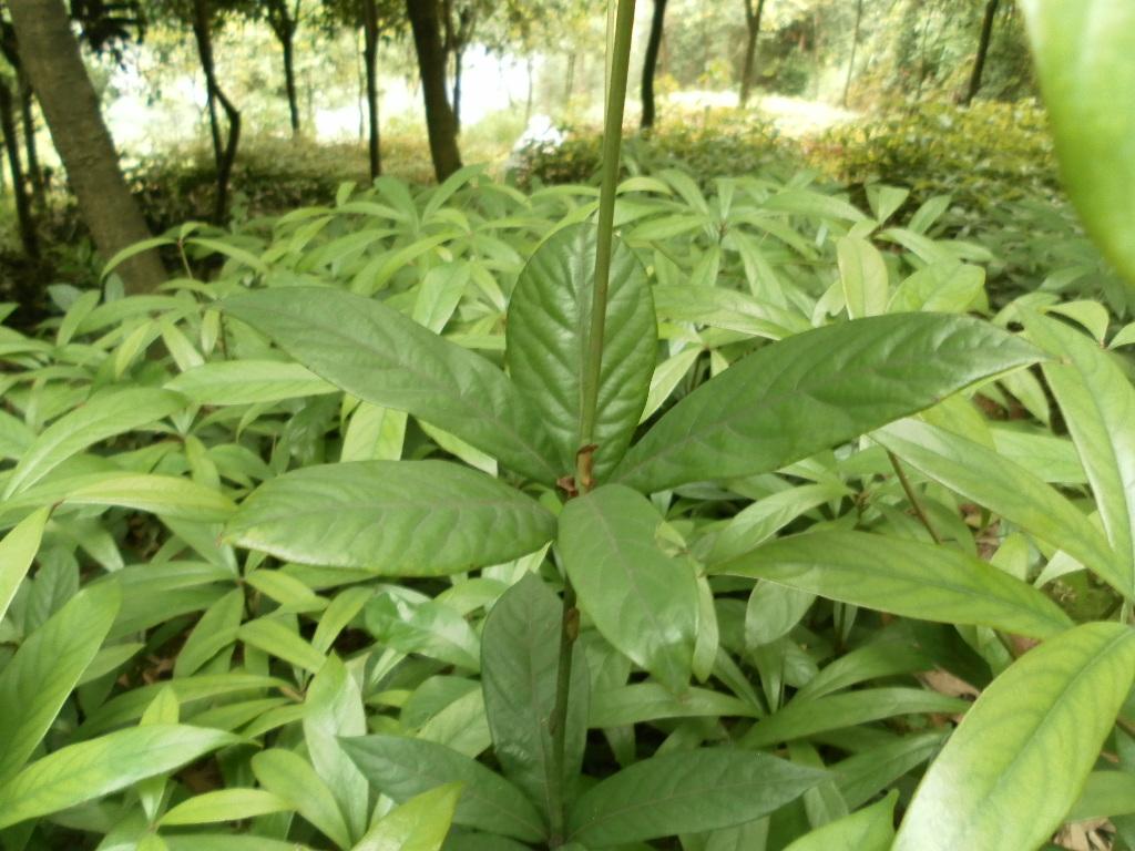 闽楠、祯楠、金丝楠到底啥关系？可以种植培育么？ - 知乎