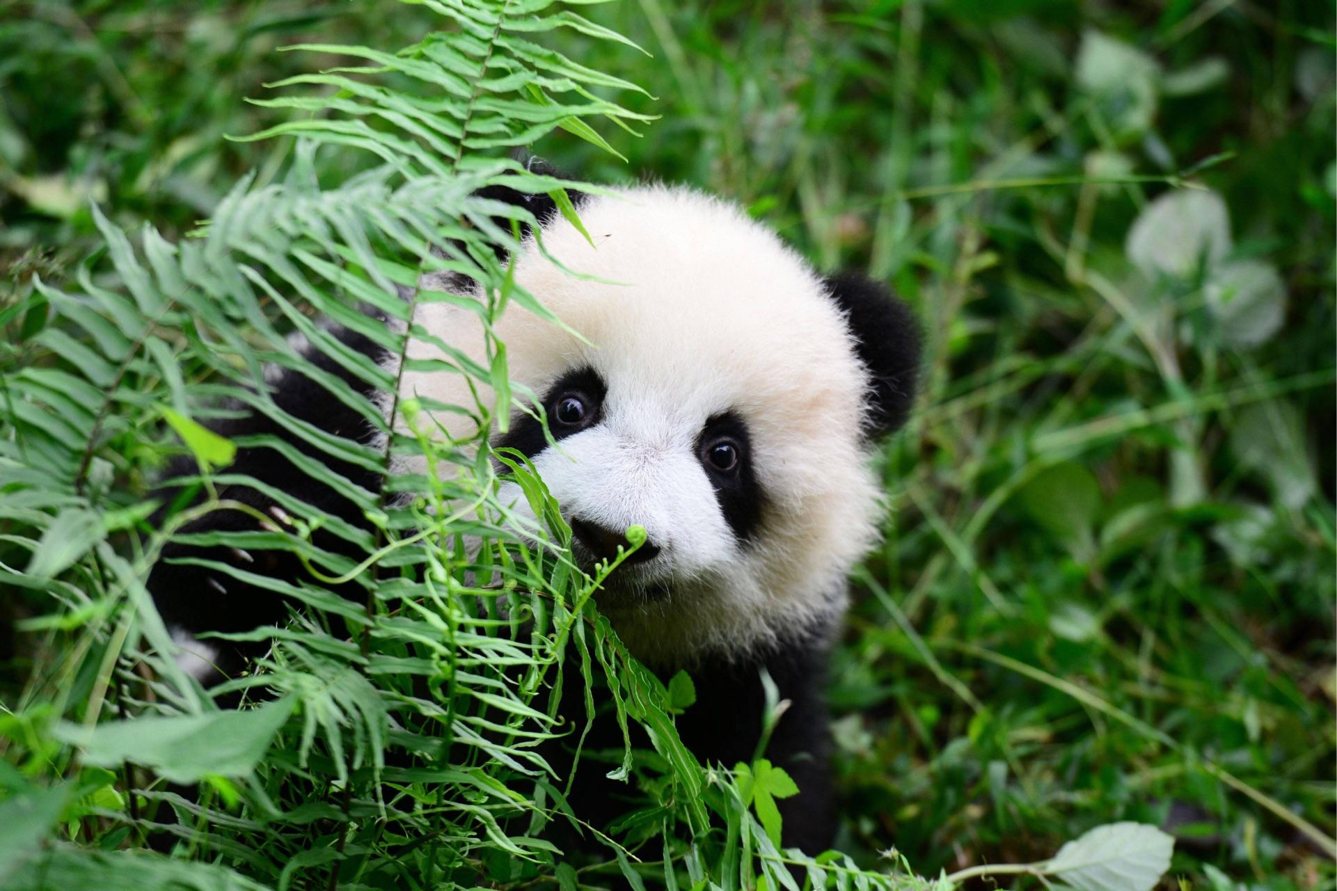 如何评价熊猫梅兰肉肉