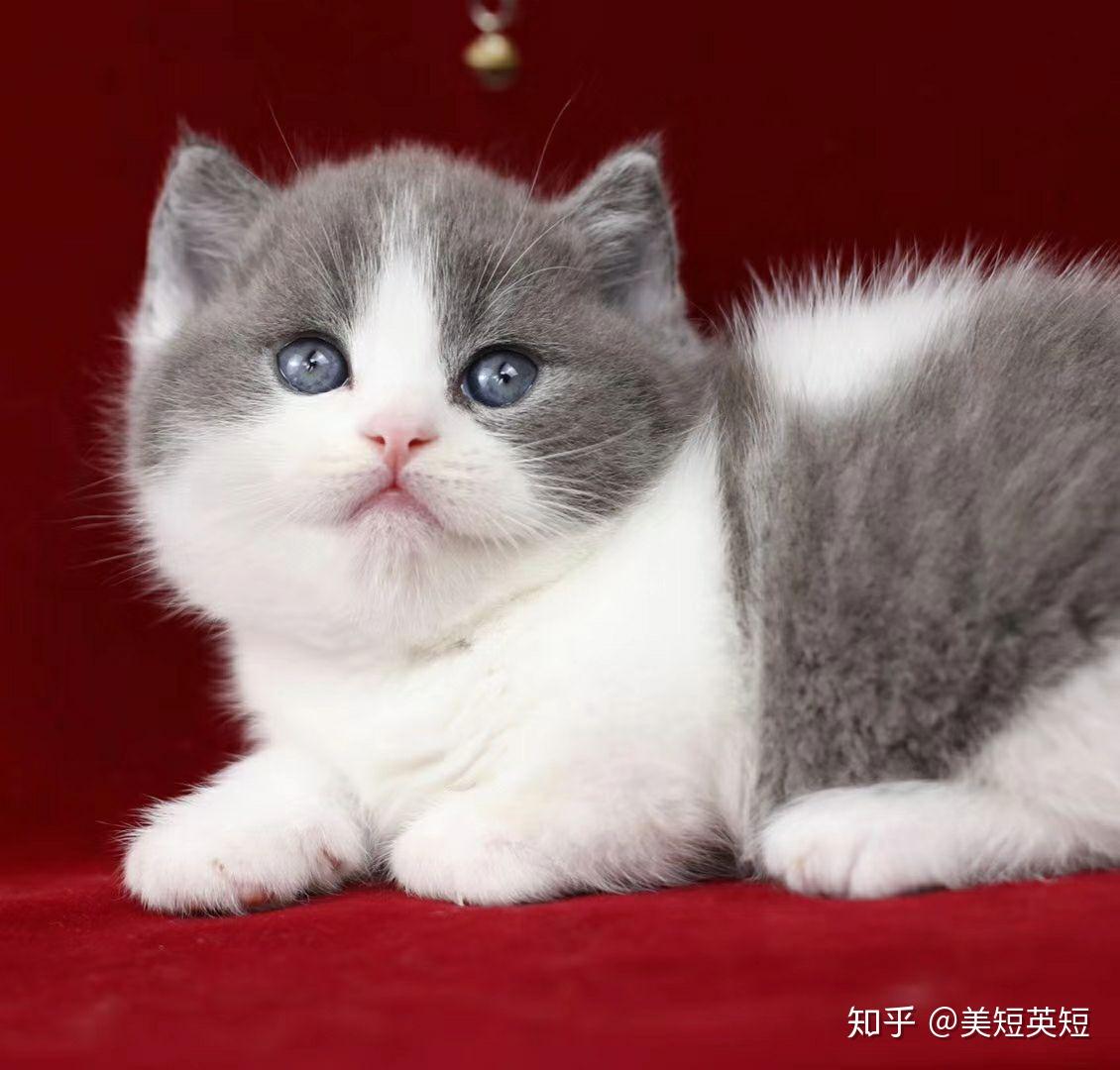英短蓝白 母猫 三个月大 照片 沐米宠物 - 知乎