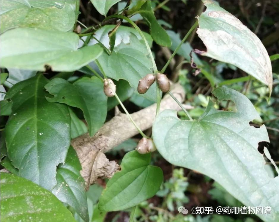 药用植物54(黄独),与薯蓣如何区分 - 知乎