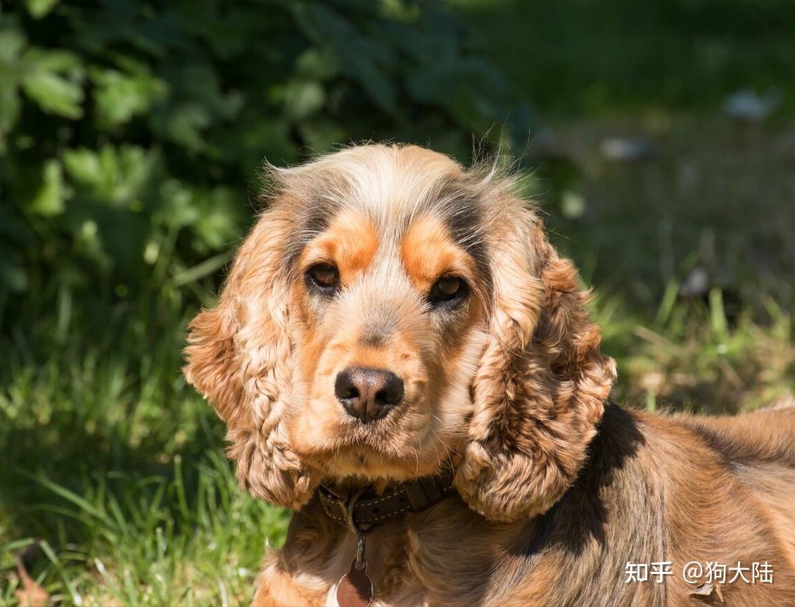 为什么这么多人养“可卡犬”？网友：养了就不想换狗了 - 知乎