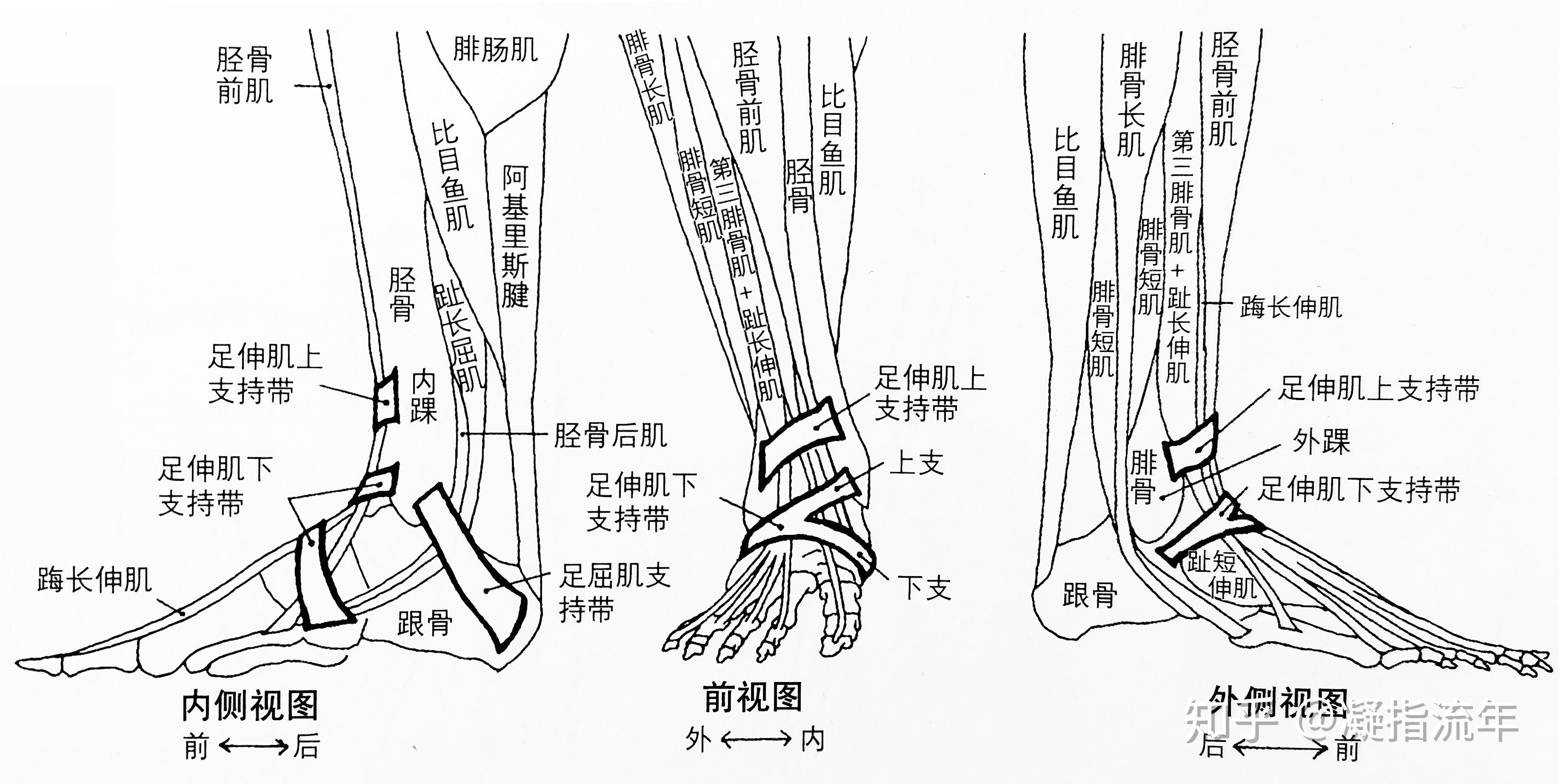 坚持学画 人体结构之肌肉部分