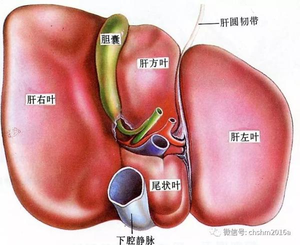 肝的脏面结构解剖图图片