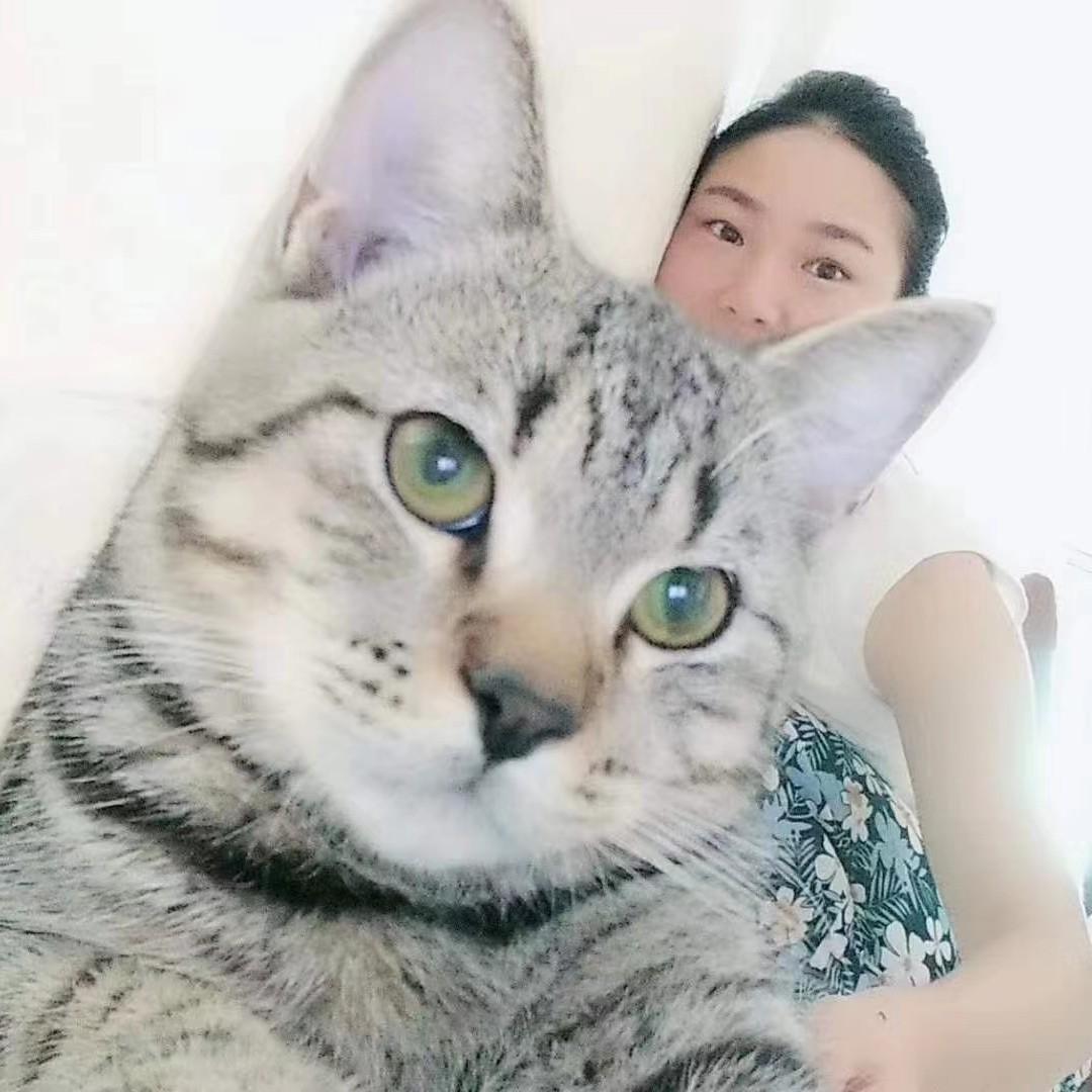 养猫人的崩溃瞬间,被iRobot睿宝615“治愈”了