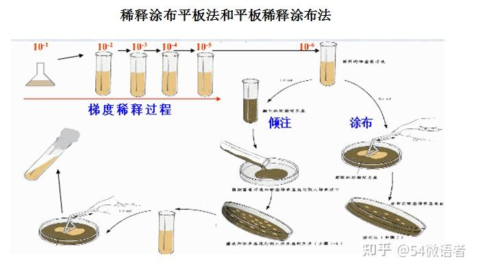 涂布平板法步骤图片