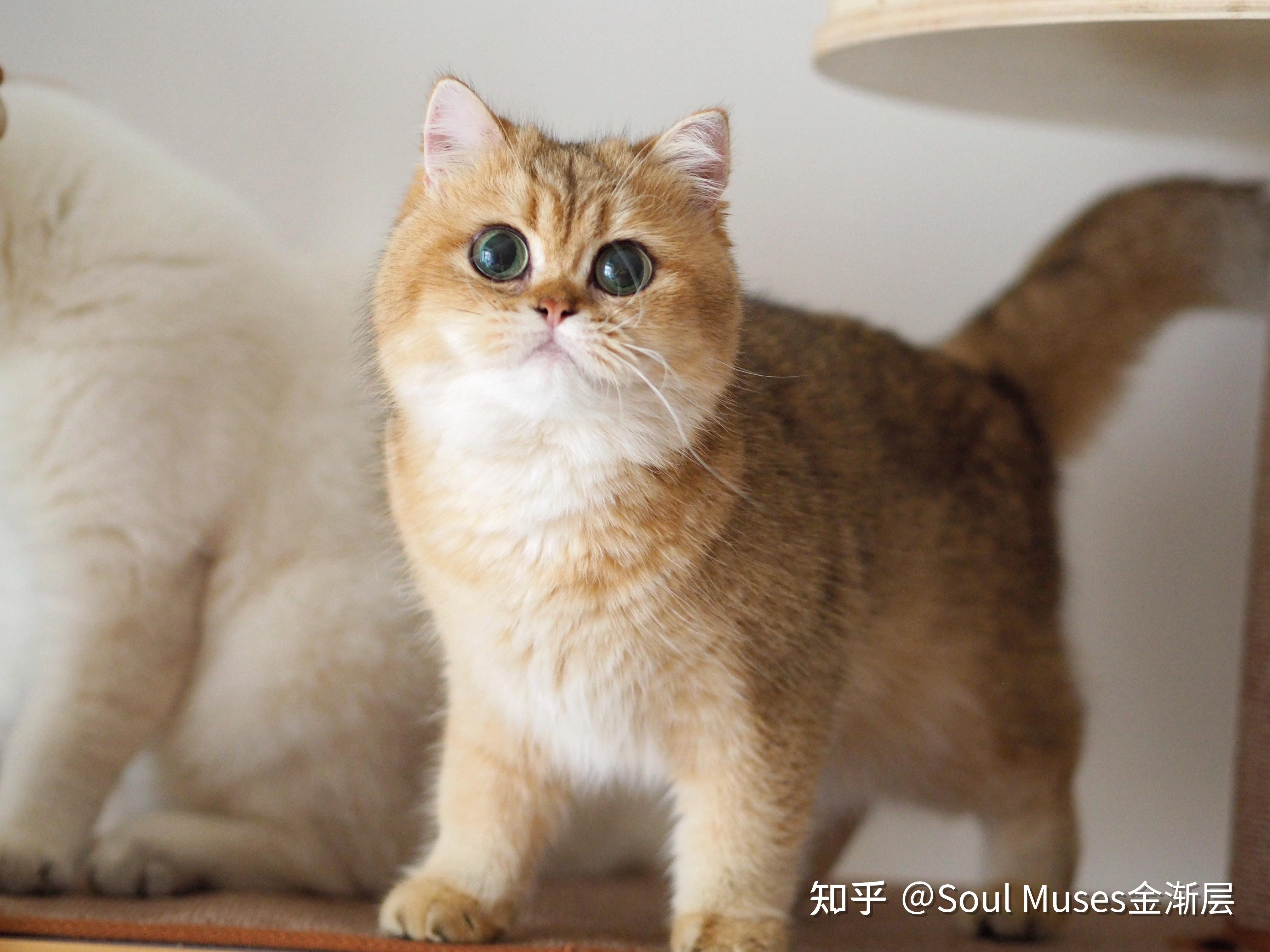 金渐层血线真的很重要