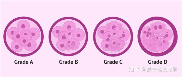 你知道3天的胚胎和5天的囊胚是怎麼劃分等級的嗎