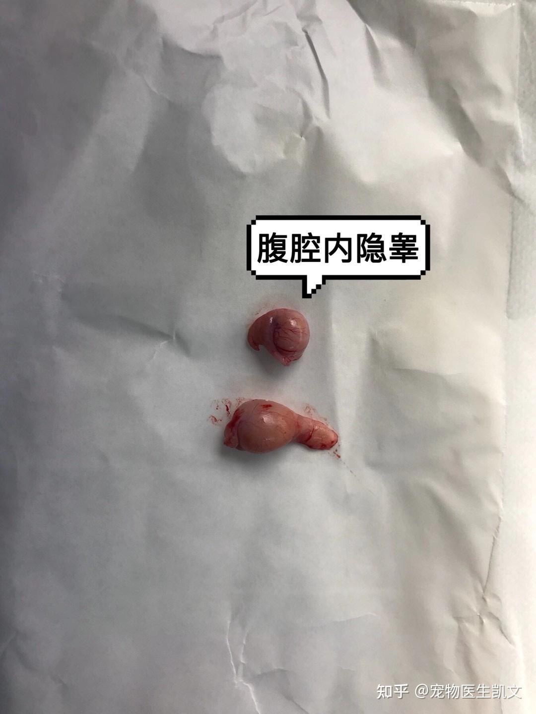 猫咪隐睾 - 知乎