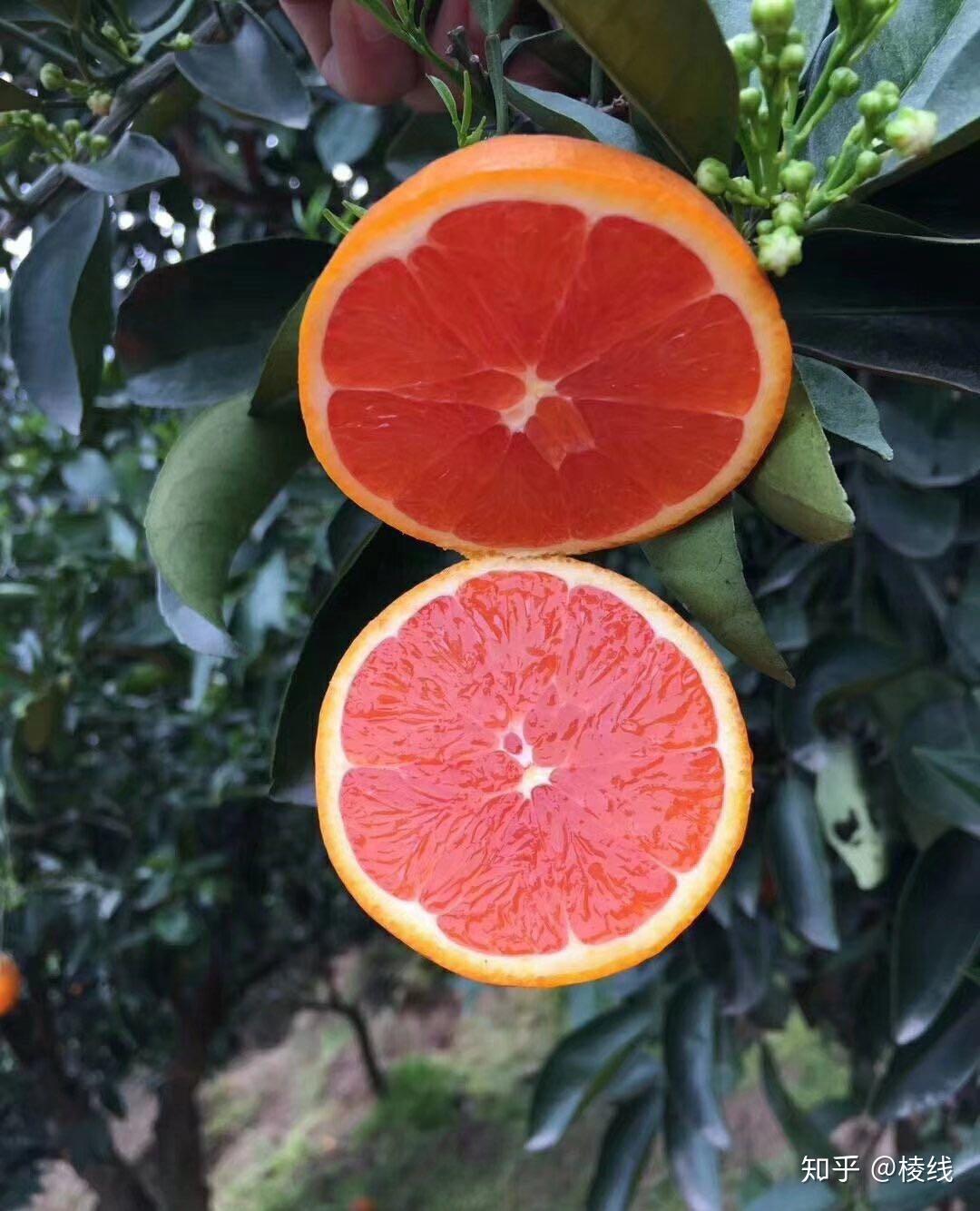 中华红橙 - 知乎