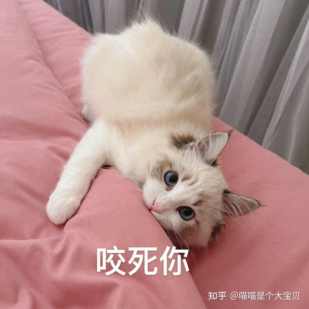 养猫久后才明白，猫咪“轻咬你”，不是和你玩， 还有这些原因！ 知乎