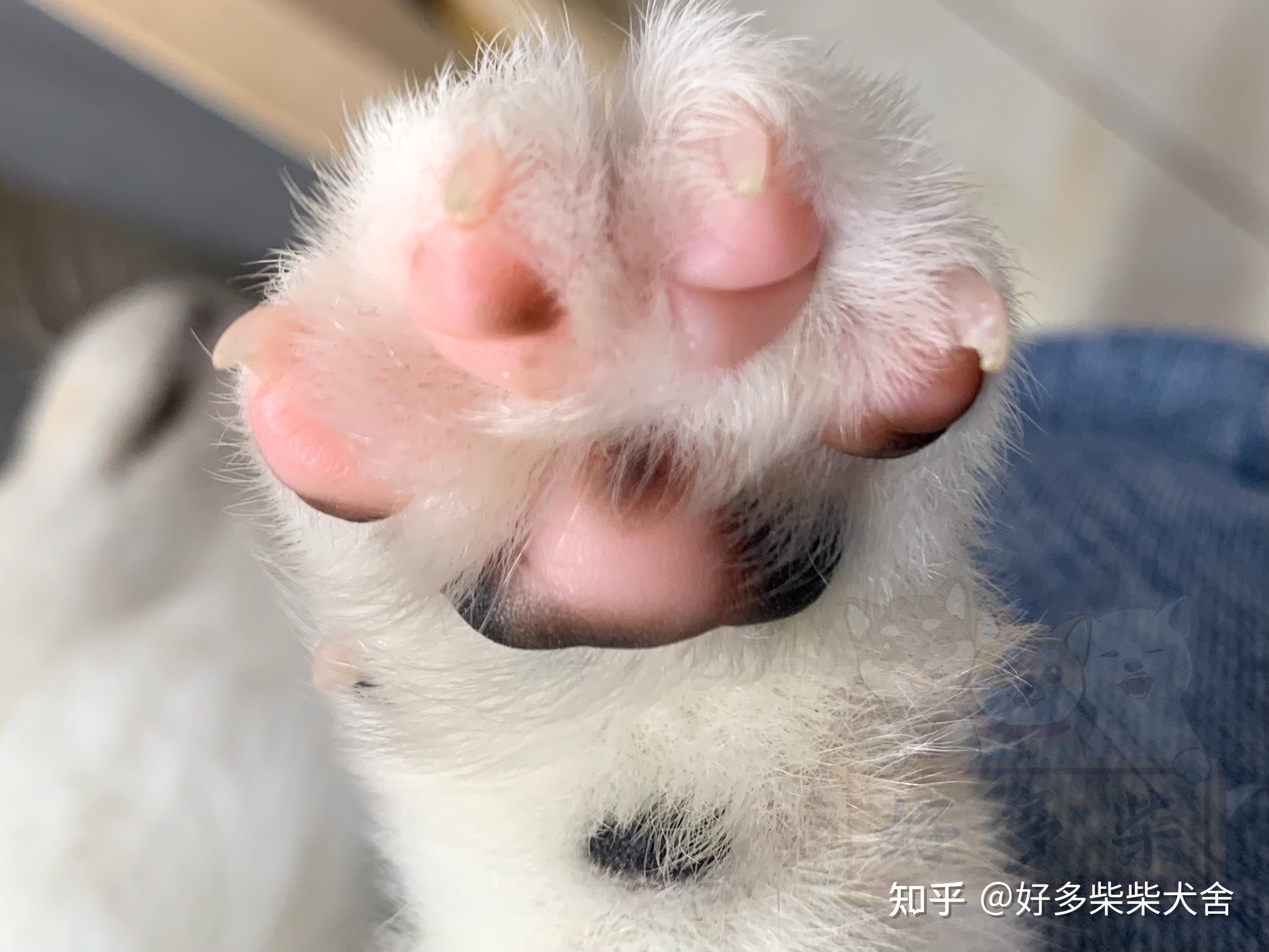 柴犬七大特征图示