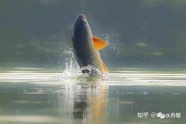 了凡四训记事本 | 鲤鱼跃龙门 - 知乎