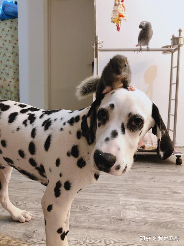 斑点狗大麦町犬价格 知乎