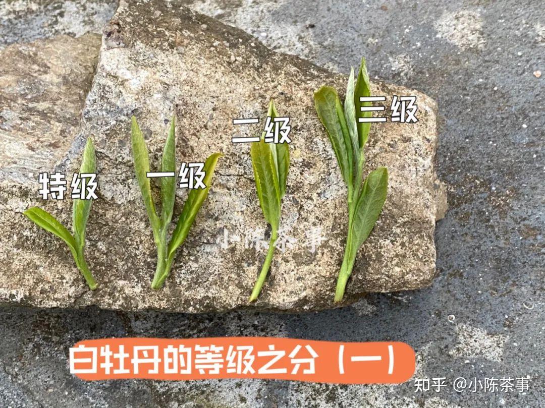 漫漫长夏白茶红茶岩茶绿茶不如来杯白牡丹解暑刚刚好