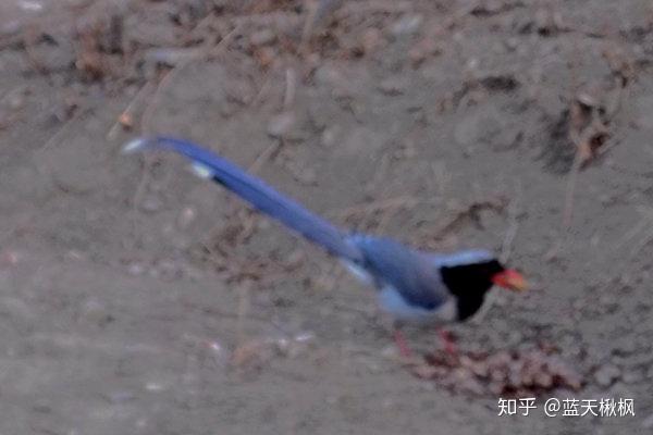 长尾巴红嘴灰黑白色的是什么鸟 尾巴长的鸟有哪些图片 艾帝网