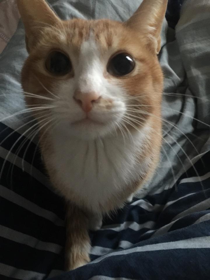 新到家的小猫放出来不叫,一关笼子叫个不停,求