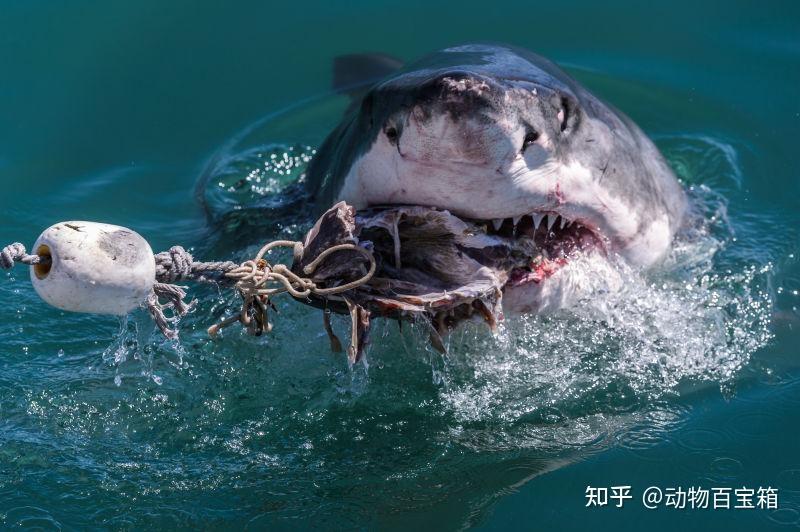 鲨鱼被割鱼翅后怎么是怎么死的饿死还是窒息死亡