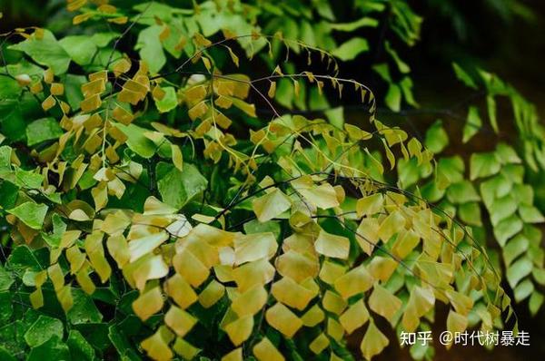 新宿御苑植物园 各种植物都能看得到 漂亮极了 知乎