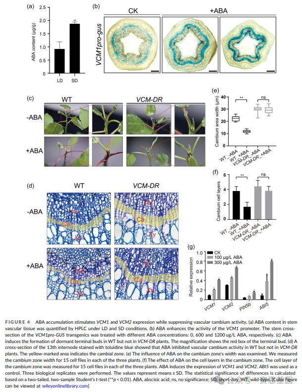 【PLANT CELL ENVIRON】一个分子模块将脱落酸与生长素信号连接起来,以促进杨的季节性木材形成 - 知乎