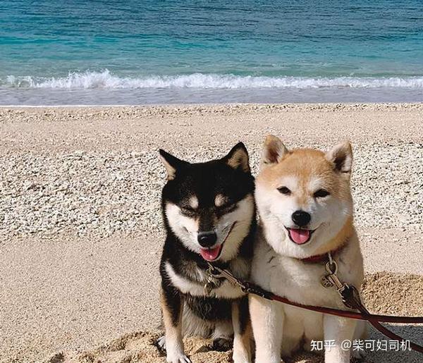 柴犬小知识:柴犬四个颜色科普 - 知乎