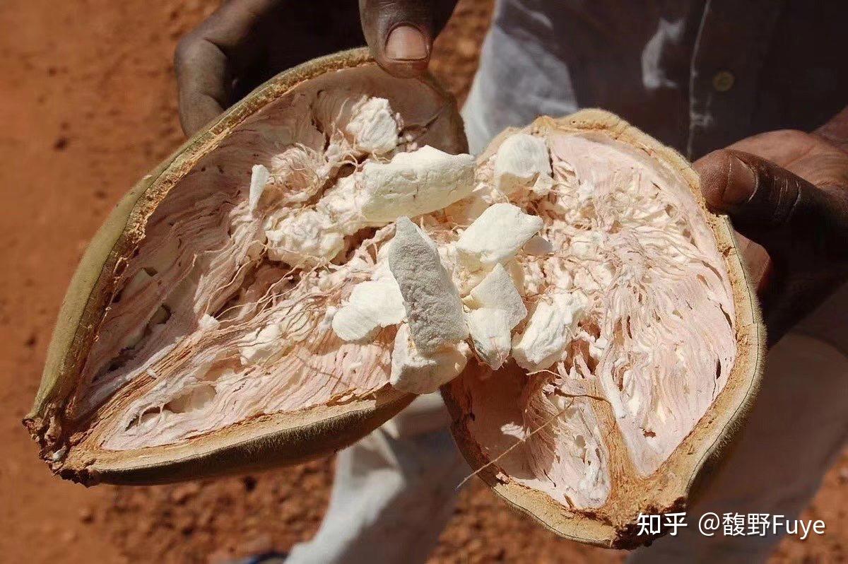 猴面包树油也叫做非洲生命树油baoboboil