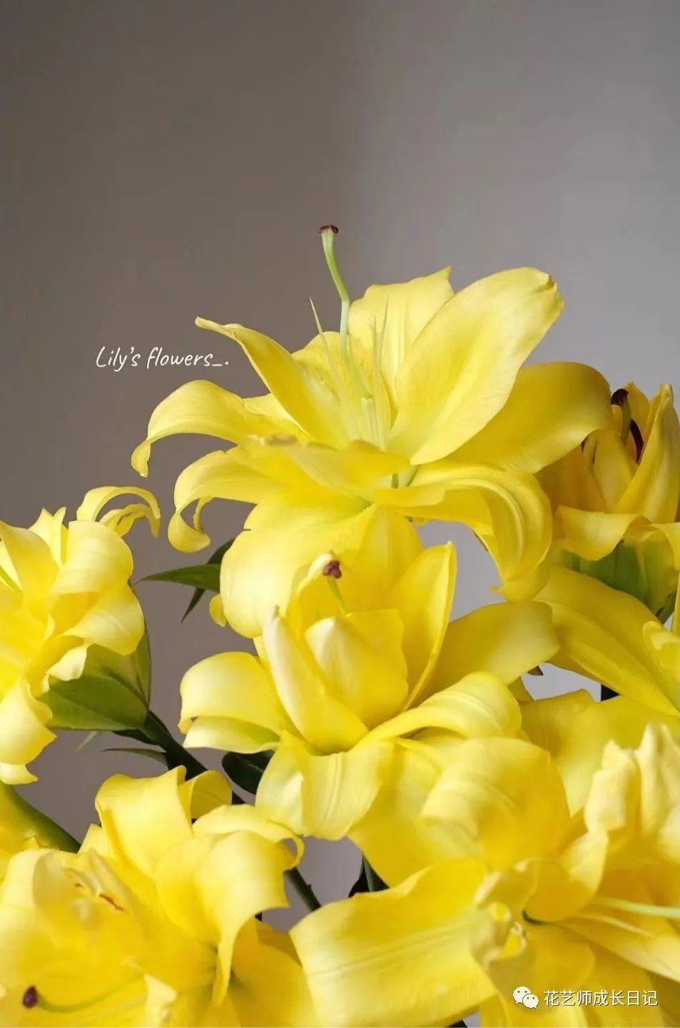 100朵百合vol10异国阳光百合阳光撒下的颜色