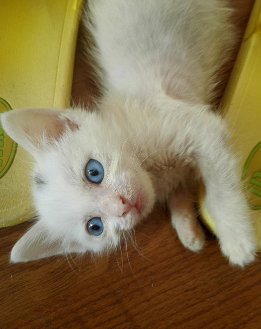 刚出生没多久的小奶猫怎么养?