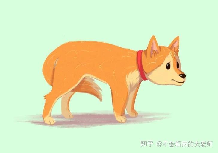 狗摇尾巴除了开心还会表达什么信号