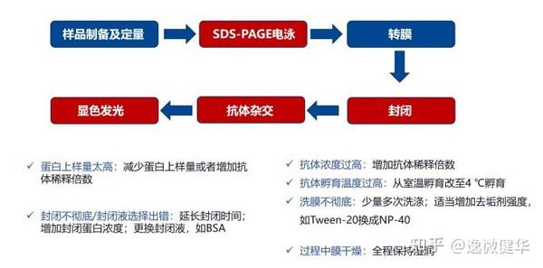 Western blot从原理、步骤到常见问题,包教包会 - 知乎