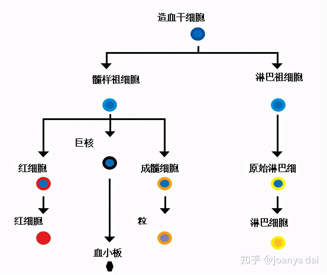 淋巴祖细胞分化成原始淋巴细胞.