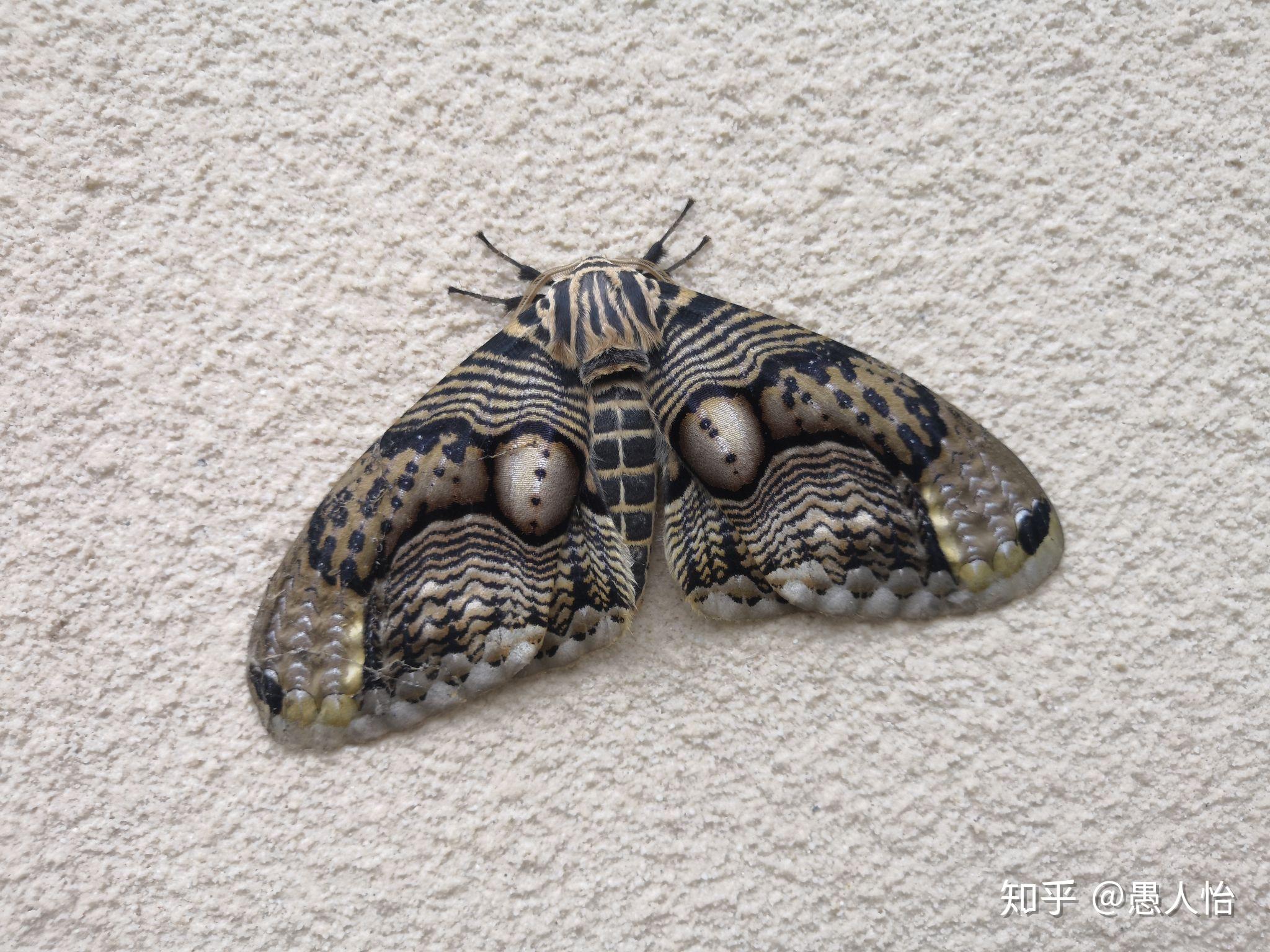 这种飞蛾居然能进化出如此精确的猫头鹰图案是不是违反了达尔文的进化