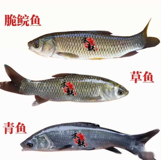 脆肉鲩和草鱼,肉质区别很大,主要是因为它们吃的食物,有很大的区别.