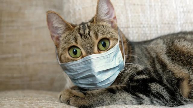 猫冠状病毒并不可怕可以治也不难治