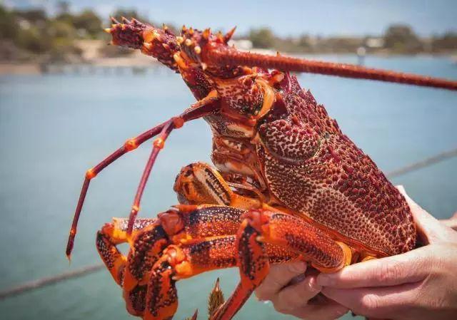 南澳龙虾