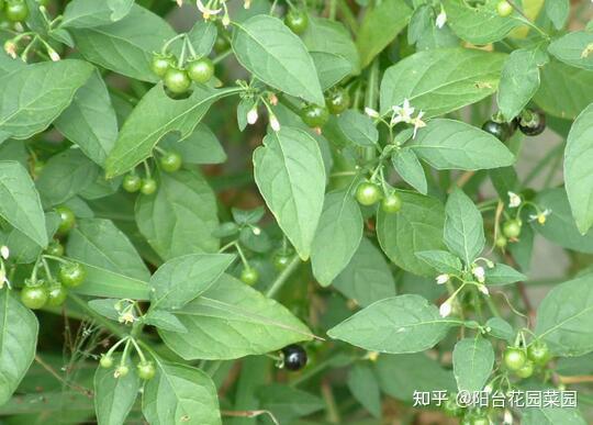 9种常见的野菜,比青菜还好吃,解腻又养人,看见别错过-几种常见野菜图片