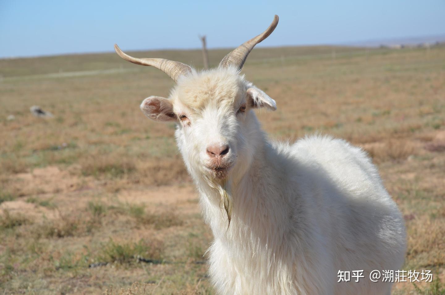 我爷爷叫我发网上卖羊,笑死了卖给谁呀 - 知乎